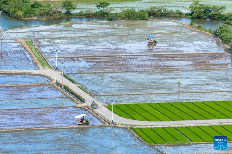 Agricultores chineses intensificam produ??o na temporada do Calor Maior, ou 