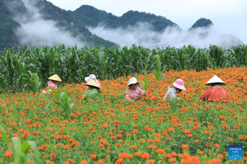 Agricultores chineses intensificam produ??o na temporada do Calor Maior, ou 