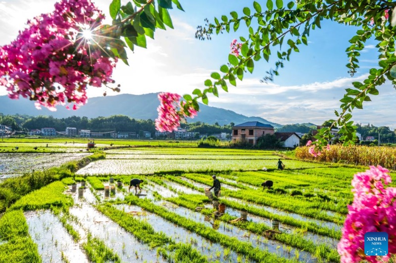 Agricultores chineses intensificam produ??o na temporada do Calor Maior, ou 