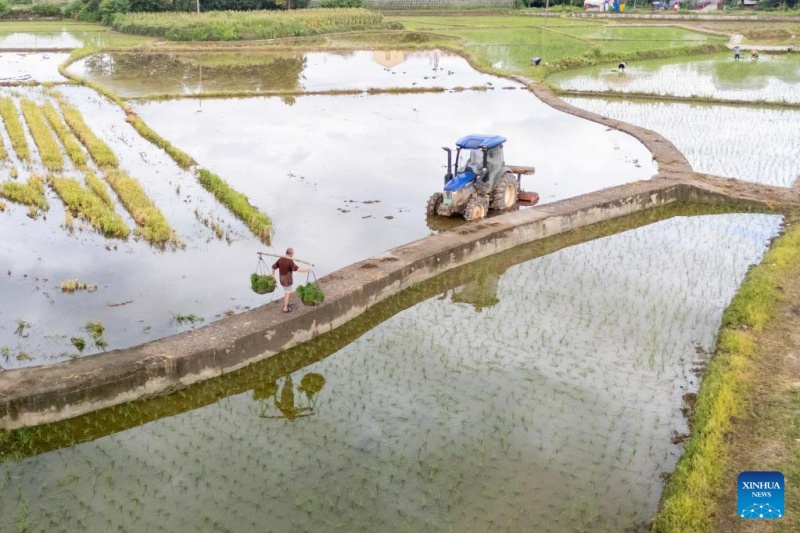 Agricultores chineses intensificam produ??o na temporada do Calor Maior, ou 