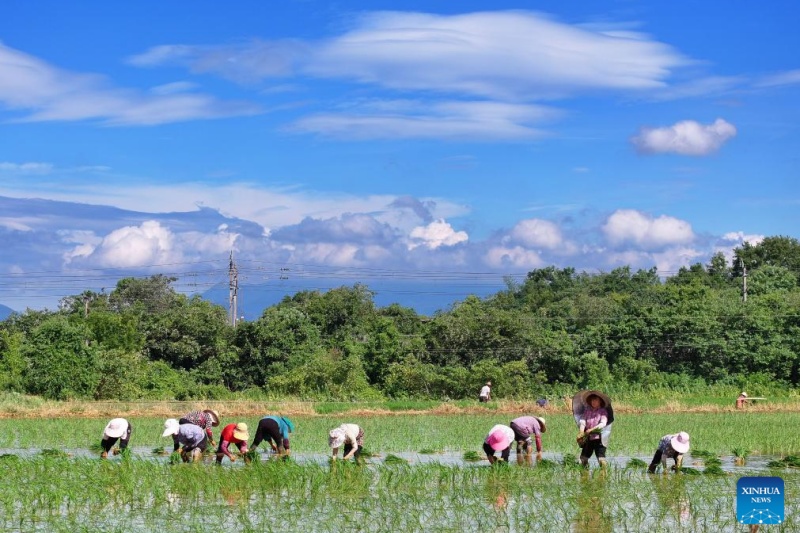 Agricultores chineses intensificam produ??o na temporada do Calor Maior, ou 