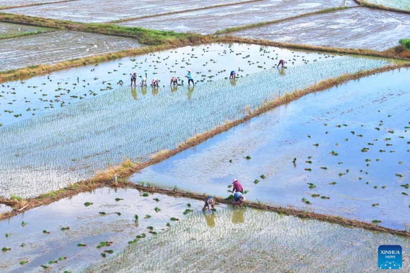 Agricultores chineses intensificam produ??o na temporada do Calor Maior, ou 