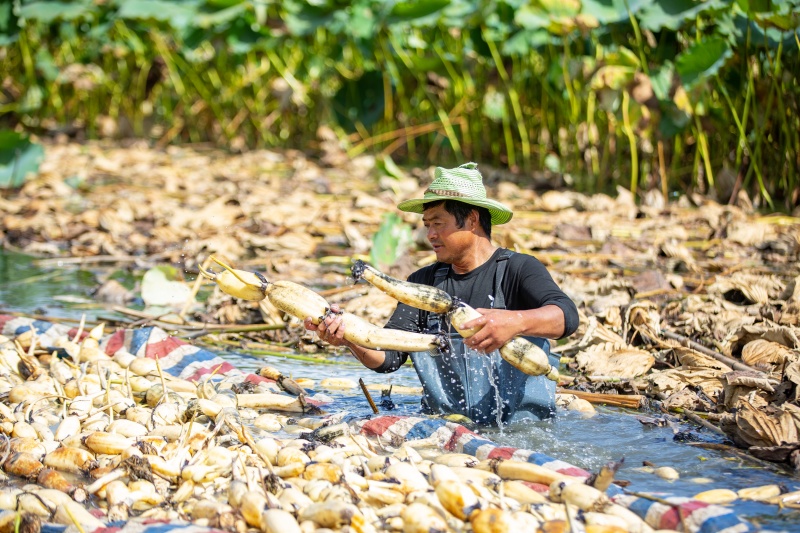 Cultivo de lótus em águas rasas impulsiona a economia e revitaliza??o rural em Nantong