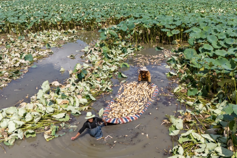 Cultivo de lótus em águas rasas impulsiona a economia e revitaliza??o rural em Nantong