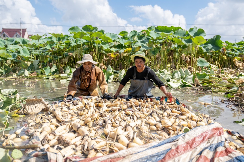 Cultivo de lótus em águas rasas impulsiona a economia e revitaliza??o rural em Nantong