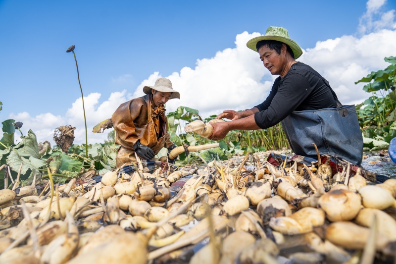 Cultivo de lótus em águas rasas impulsiona a economia e revitaliza??o rural em Nantong
