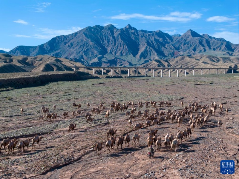 Transumancia de ver?o tem início em Gansu, noroeste da China