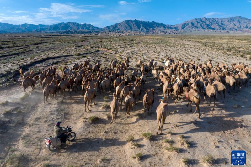 Transumancia de ver?o tem início em Gansu, noroeste da China