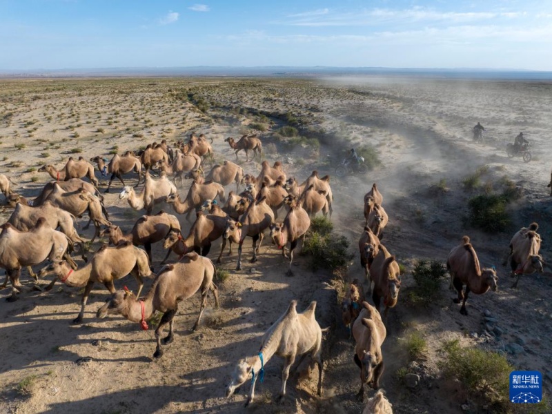 Transumancia de ver?o tem início em Gansu, noroeste da China