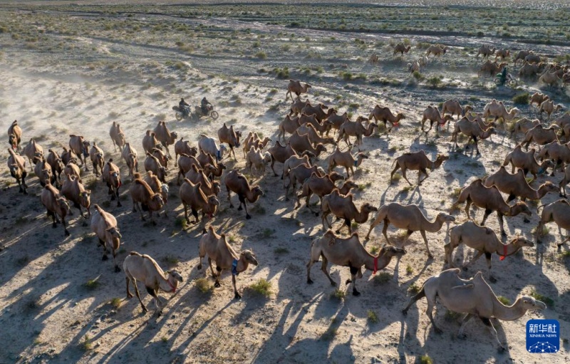 Transumancia de ver?o tem início em Gansu, noroeste da China