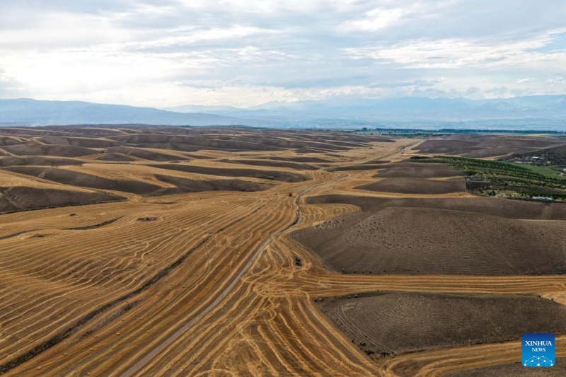 Trigo maduro pronto para colheita em Xinjiang
