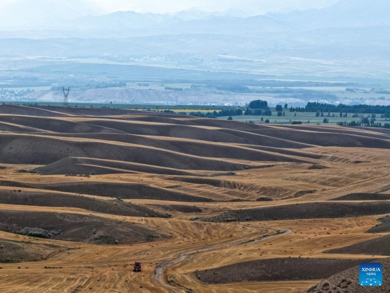 Trigo maduro pronto para colheita em Xinjiang