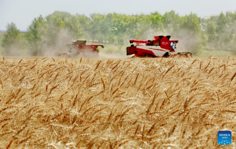 Colheita de trigo em andamento no nordeste da China