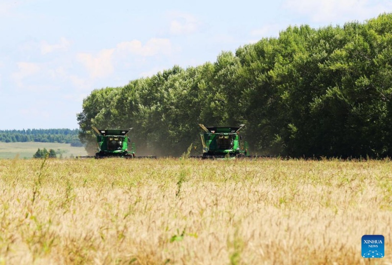 Colheita de trigo em andamento no nordeste da China
