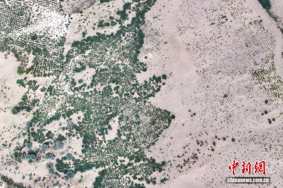 Shazhuyu: exemplo nacional na luta contra desertifica??o no noroeste da China