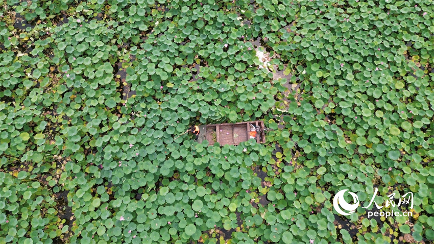 Flores de lótus entram em plena flora??o em Shandong