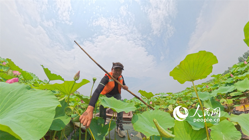 Flores de lótus entram em plena flora??o em Shandong