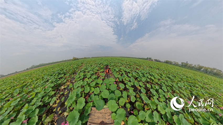 Flores de lótus entram em plena flora??o em Shandong