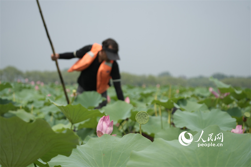 Flores de lótus entram em plena flora??o em Shandong