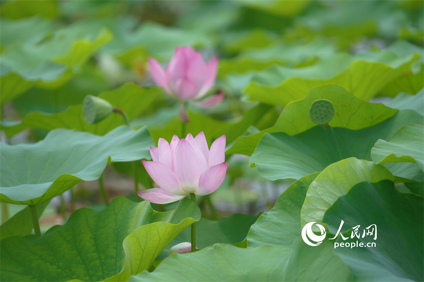 Flores de lótus entram em plena flora??o em Shandong
