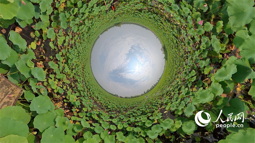 Flores de lótus entram em plena flora??o em Shandong