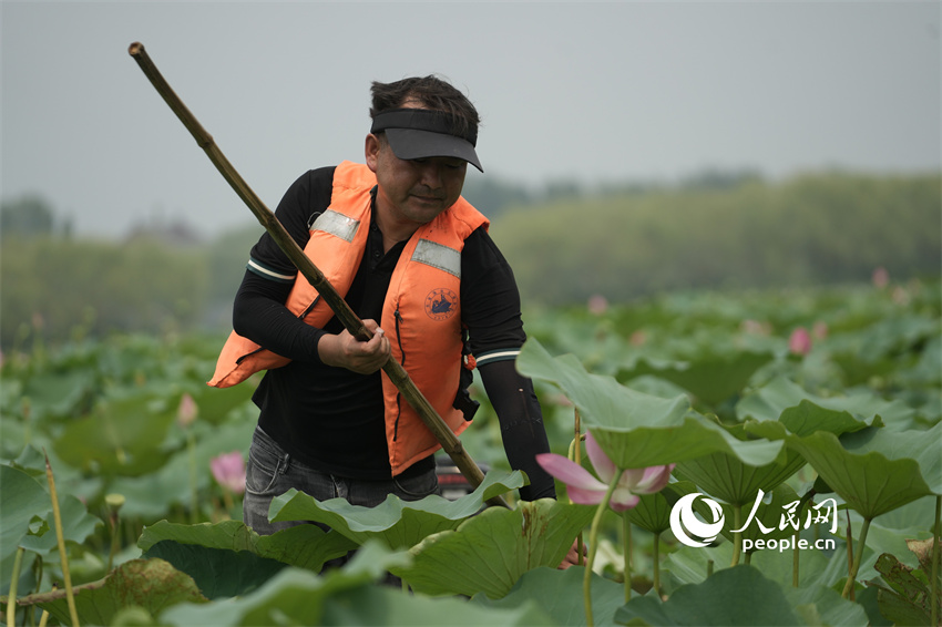 Flores de lótus entram em plena flora??o em Shandong