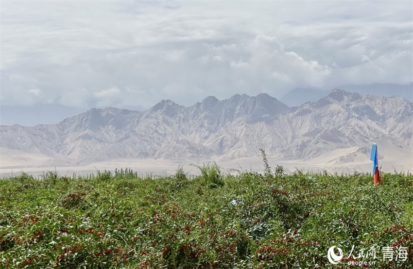 Qinghai entra na temporada de colheita de bagas de goji