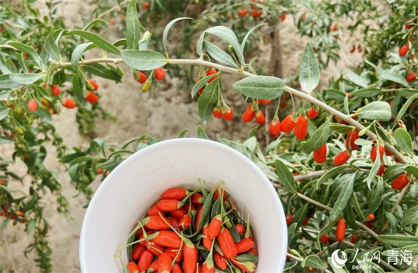 Qinghai entra na temporada de colheita de bagas de goji