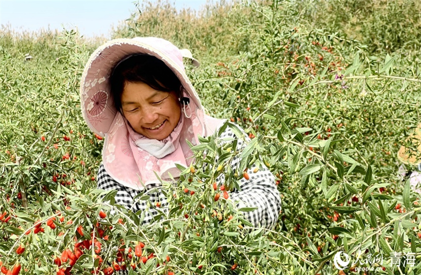 Qinghai entra na temporada de colheita de bagas de goji