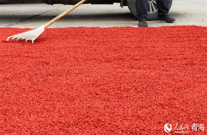 Qinghai entra na temporada de colheita de bagas de goji
