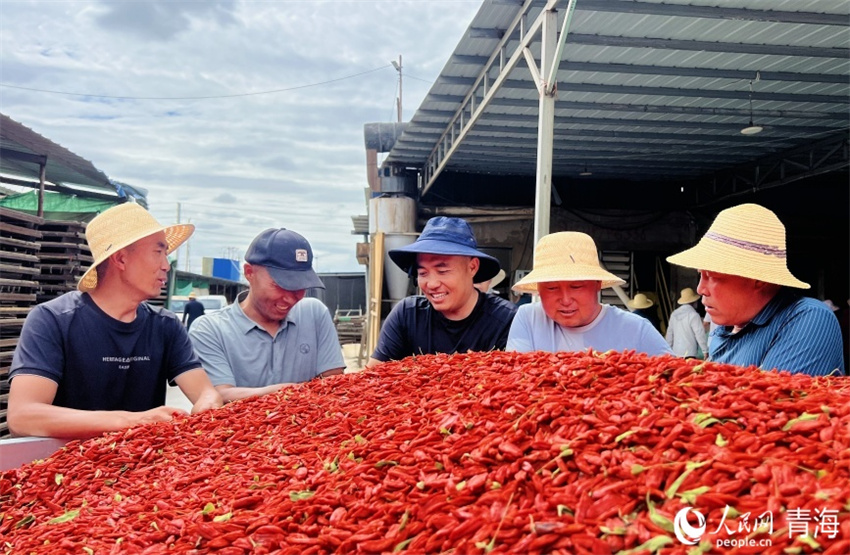 Qinghai entra na temporada de colheita de bagas de goji