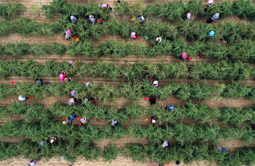 Qinghai entra na temporada de colheita de bagas de goji