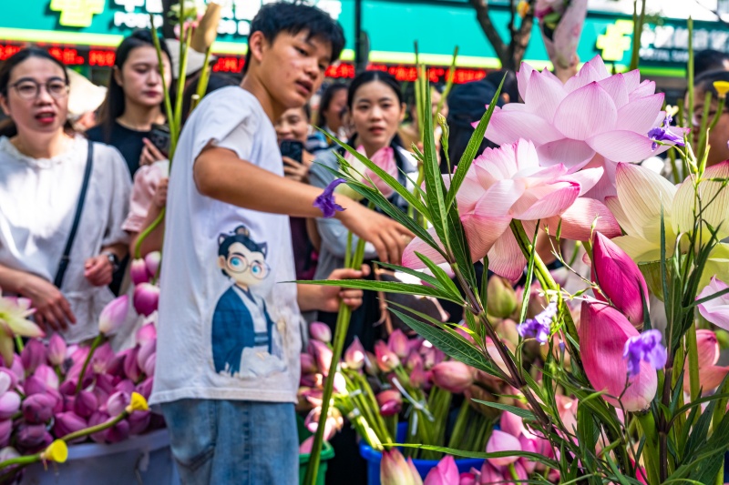 Suzhou celebra temporada de flora??o com mercado de lótus movimentado