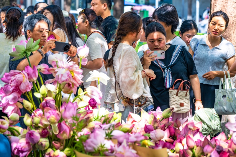 Suzhou celebra temporada de flora??o com mercado de lótus movimentado