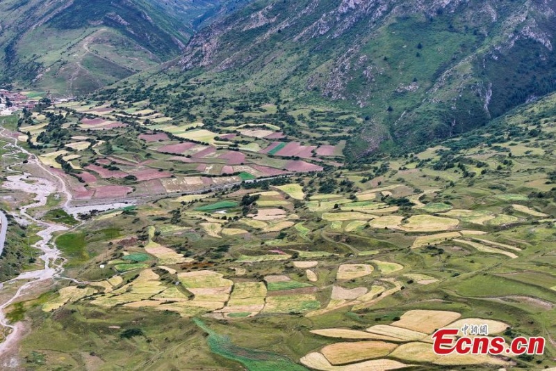 Amadurece cevada das terras altas em Yushu, noroeste da China