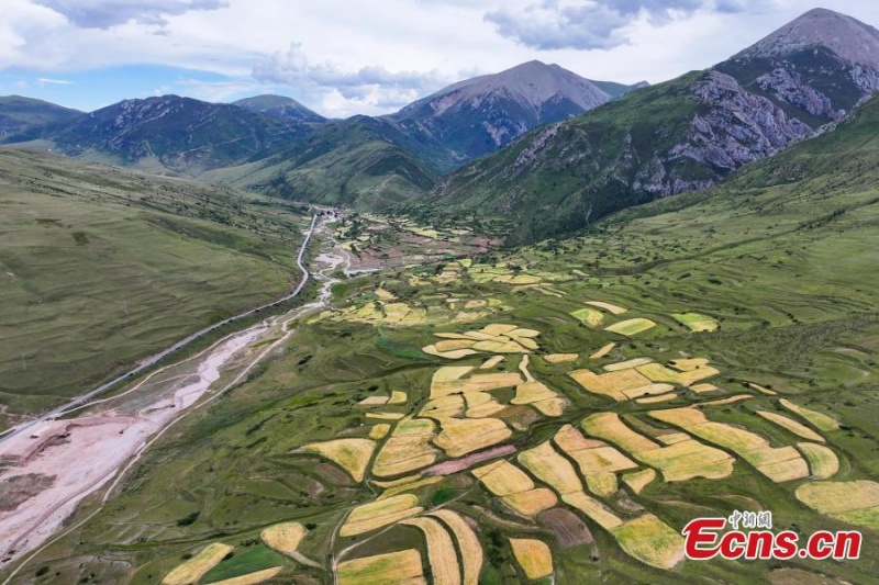 Amadurece cevada das terras altas em Yushu, noroeste da China