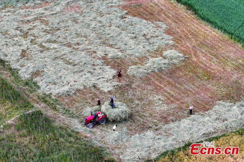 Amadurece cevada das terras altas em Yushu, noroeste da China