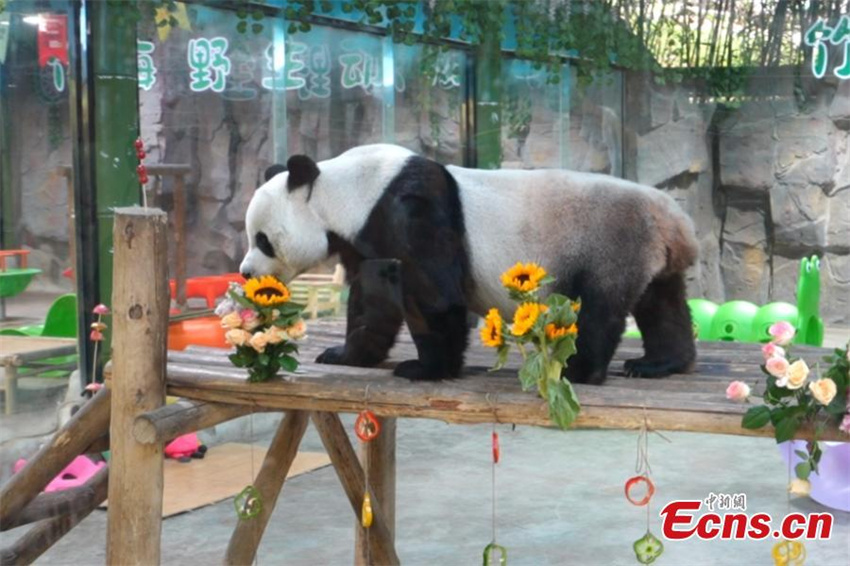 Panda gigante Ling Yan completa 8 anos na China
