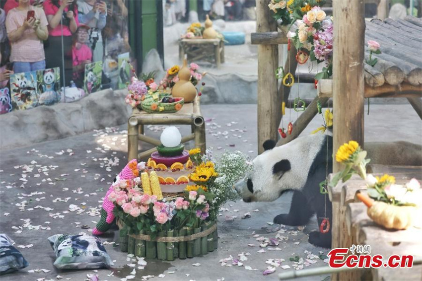 Panda gigante Ling Yan completa 8 anos na China