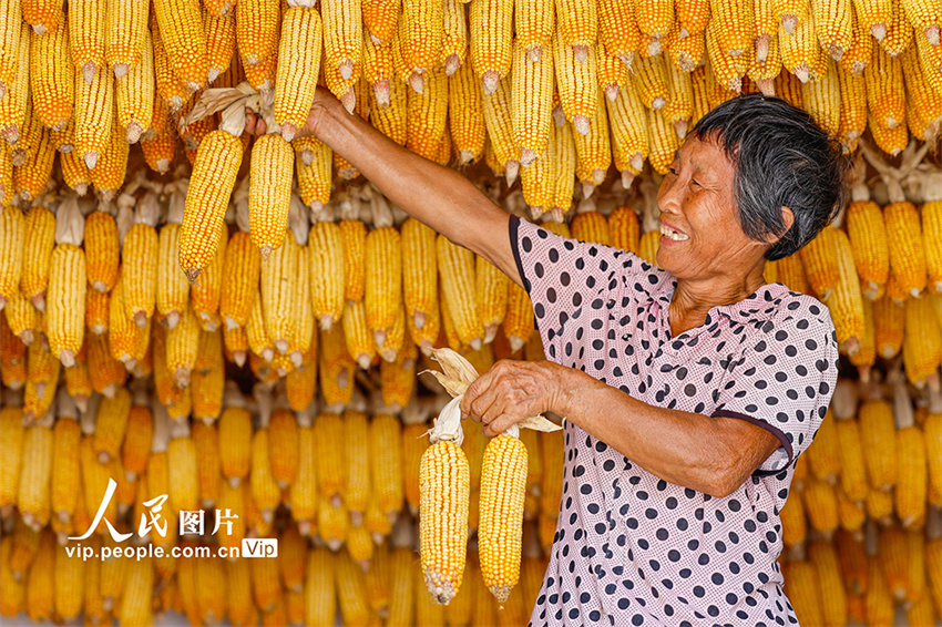 Secagem de gr?os atrai turistas para vila antiga de Anhui, leste da China