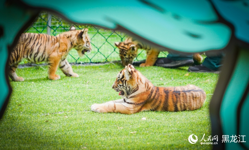 China em Movimento: Filhotes de tigre siberiano em Harbin
