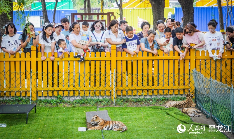 China em Movimento: Filhotes de tigre siberiano em Harbin