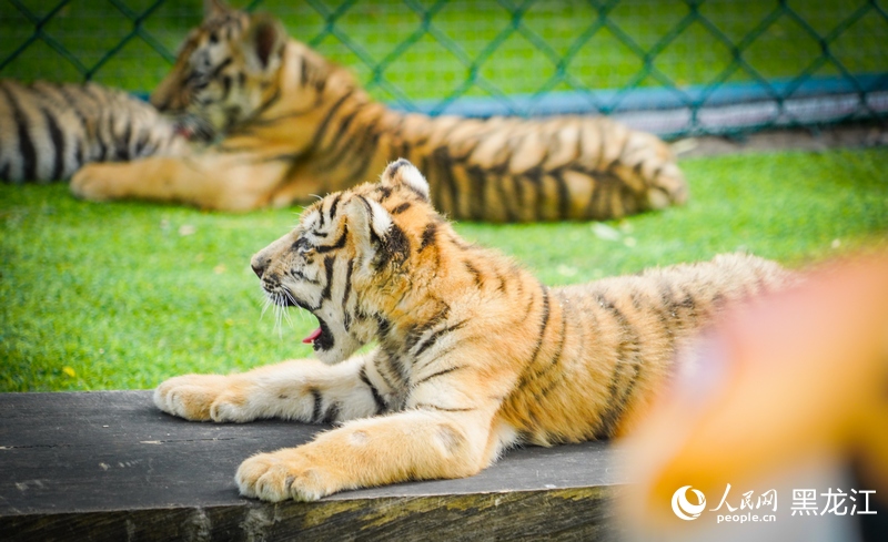 China em Movimento: Filhotes de tigre siberiano em Harbin