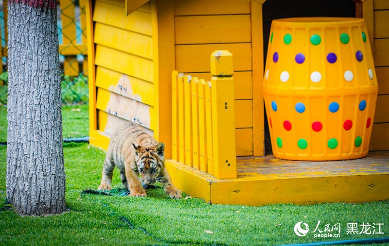 China em Movimento: Filhotes de tigre siberiano em Harbin