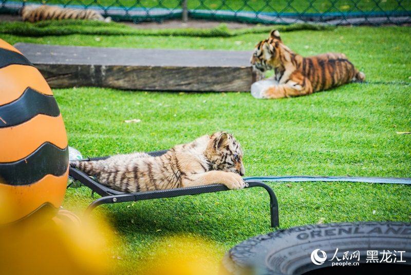 China em Movimento: Filhotes de tigre siberiano em Harbin