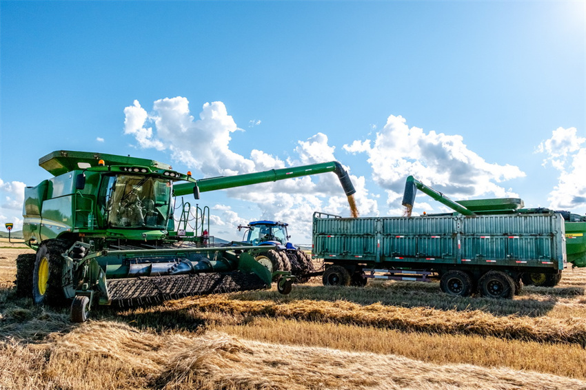 Milhares de hectares de campos de trigo recebem colheita de outono na Mongólia Interior