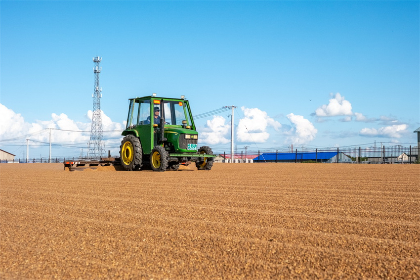 Milhares de hectares de campos de trigo recebem colheita de outono na Mongólia Interior