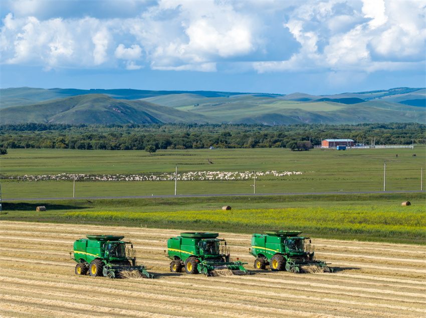 Milhares de hectares de campos de trigo recebem colheita de outono na Mongólia Interior