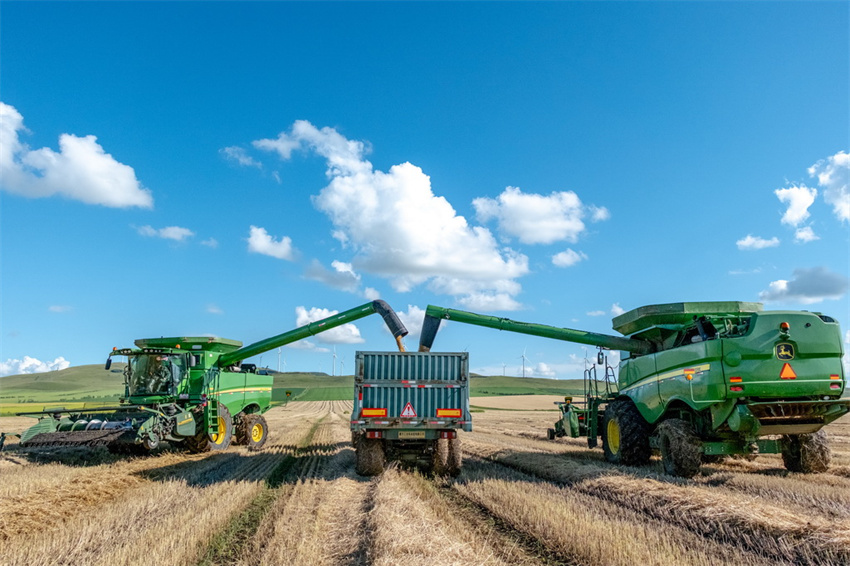 Milhares de hectares de campos de trigo recebem colheita de outono na Mongólia Interior