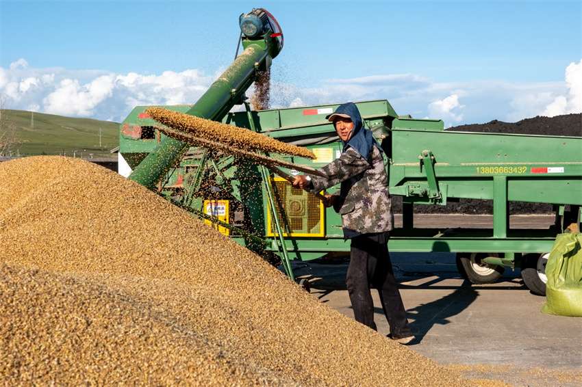 Milhares de hectares de campos de trigo recebem colheita de outono na Mongólia Interior